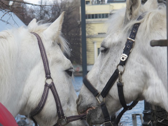 Автомобиль, лошадь и коммуналка