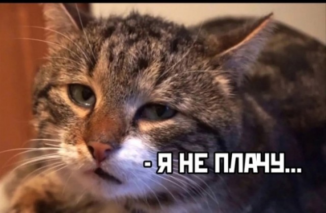 Мишка