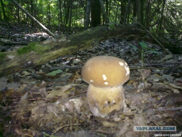 Поход за грибами,