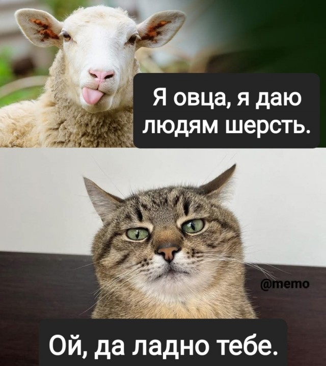 К котовторнику.
