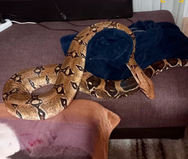 Домашний удав это вам не котик.