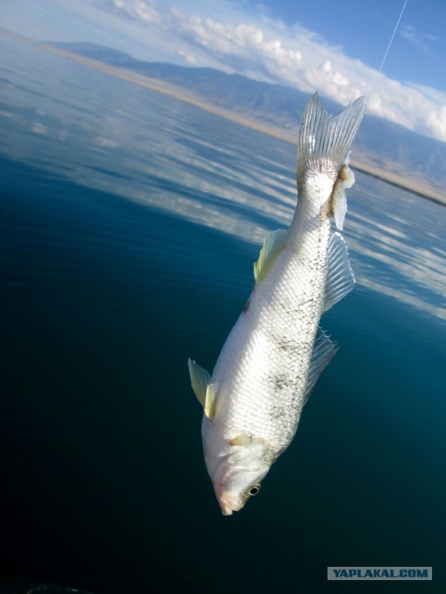 Алаколь. Всё включено отдыхать хорошо, а дикарями лучше