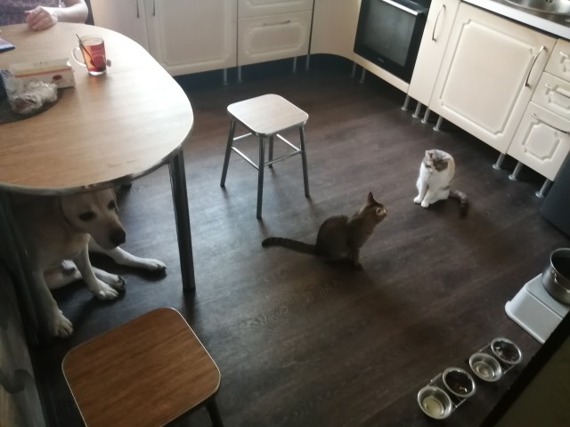 Собакочетверг!