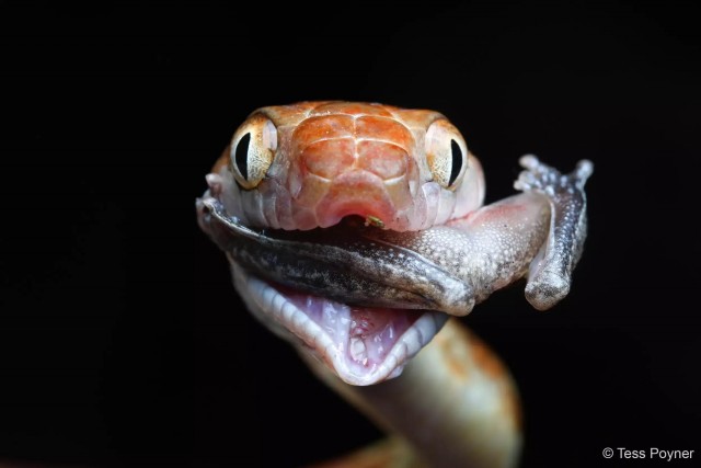 27 лучших фото финалистов и победителей конкурса Australian Geographic Nature Photographer 2025