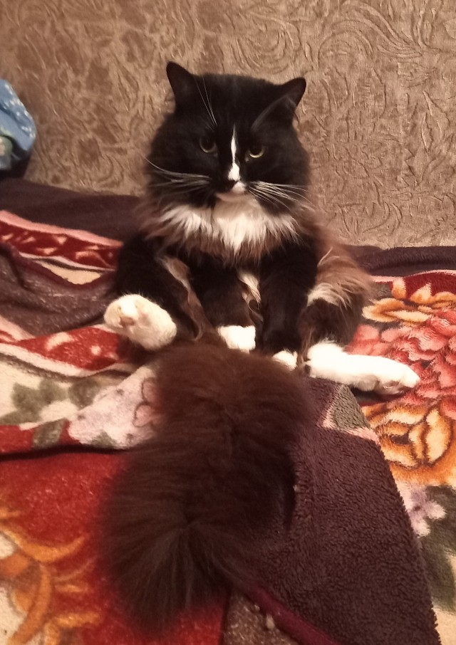 Котопоза