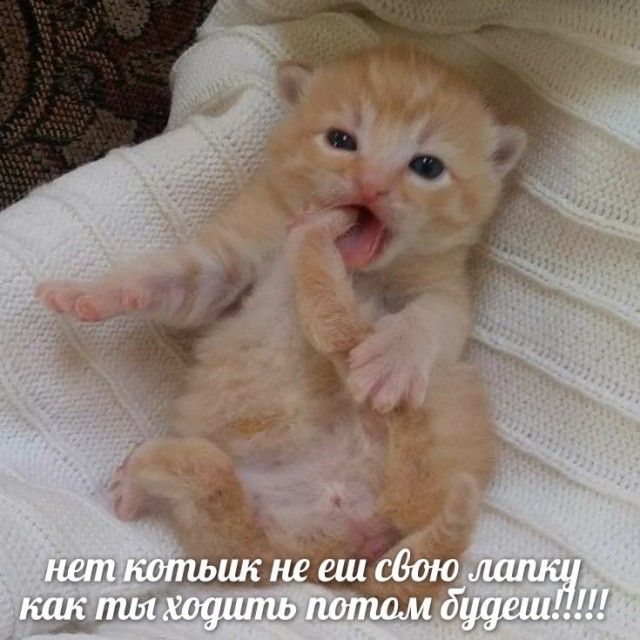 Дегрономикон 7