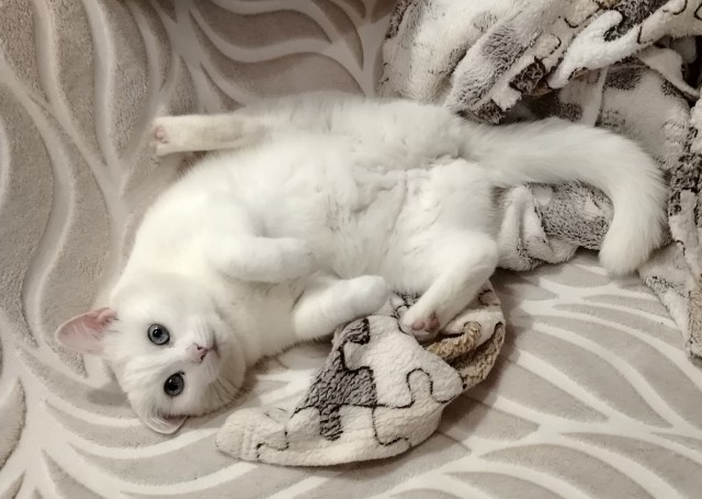 Дурацких фото котов тред