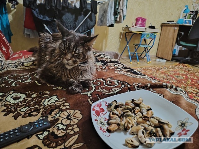 Куно-вторник!