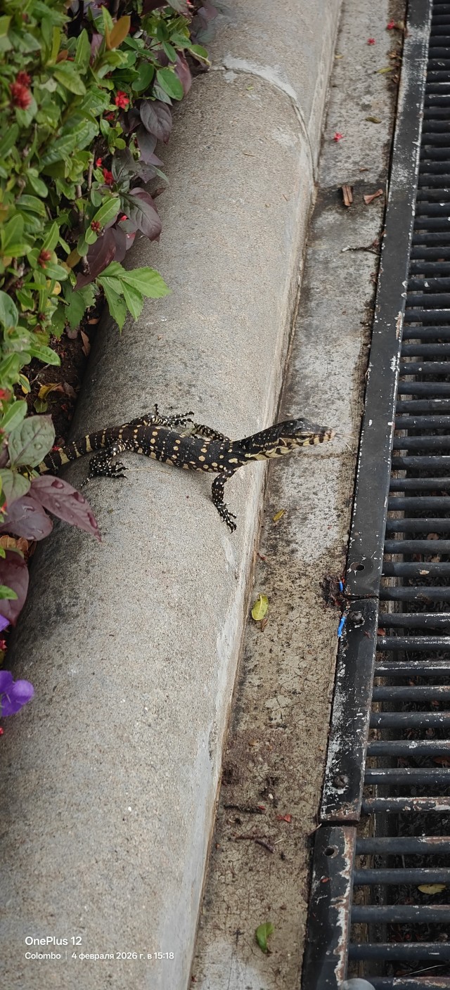 Комодский варан: Мегаящеры, способные завалить буйвола. Весь остров дрожит от их тирании
