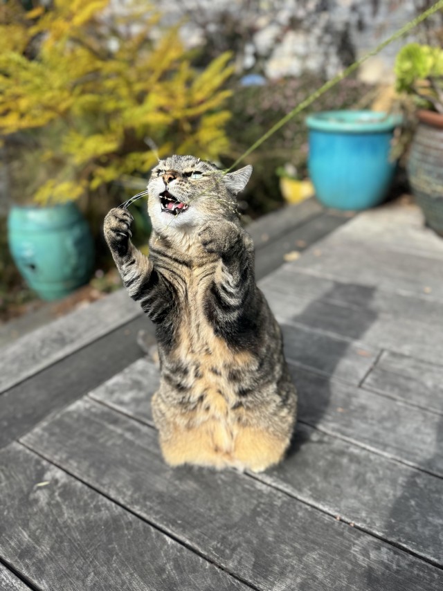 Рандомных фото котов тред