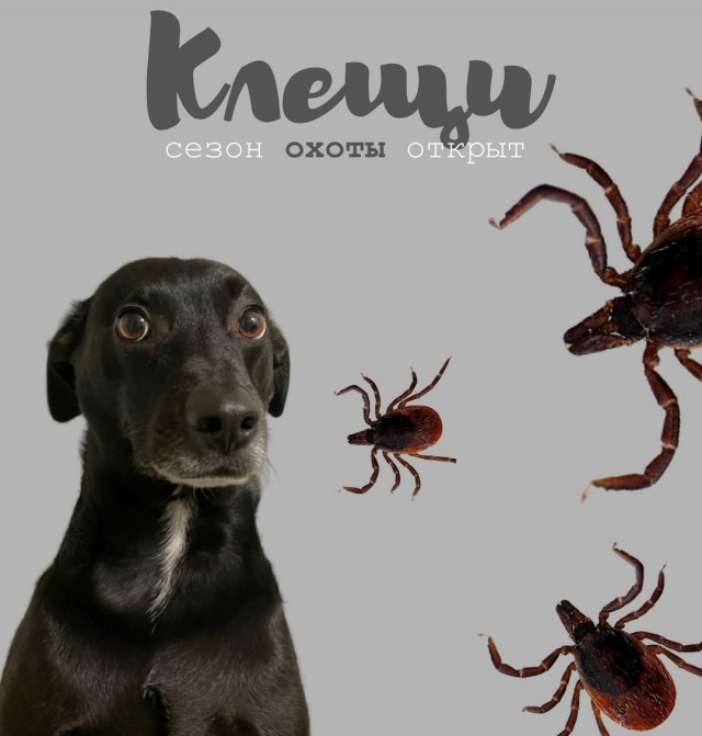 Собакочетверг. Встречаем весну.