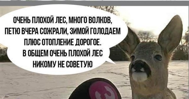 В 2017 году эстонский журналист попытался взять интервью у оленя...