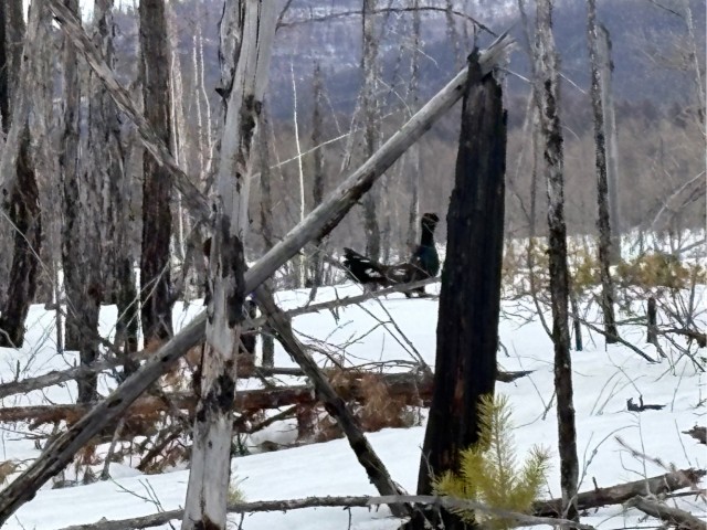 Ток глухаря вам в ленту)