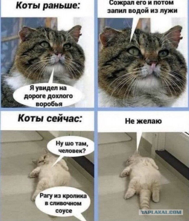 Котики в последнее время обнаглели