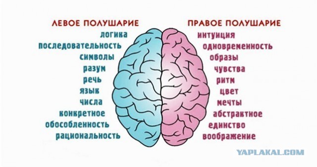 Физиология возникновения мышления для школьников.