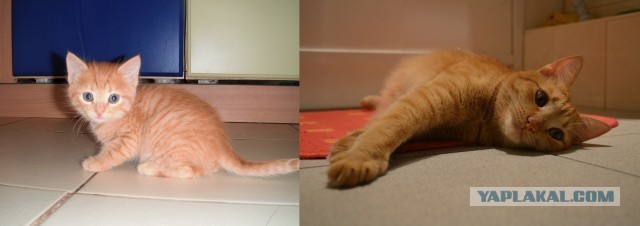 Коты и время