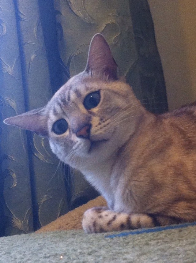 Котовторник  28.01.14