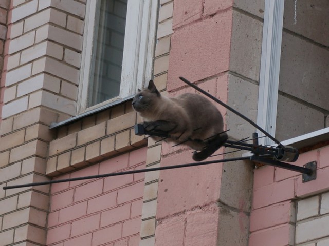 Не про олимпиаду