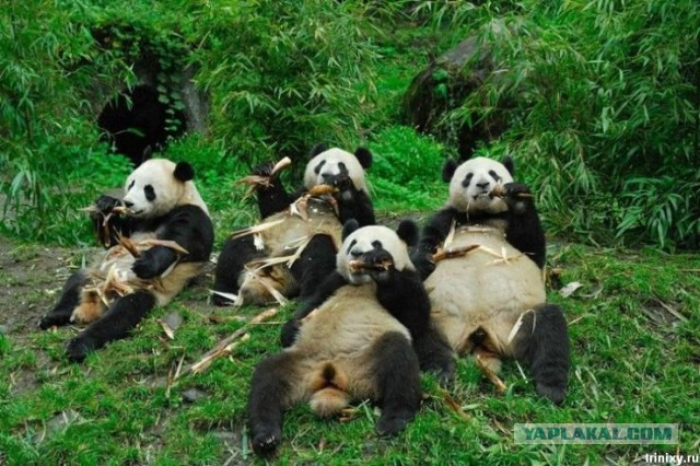 Весёлые картинки. Разбавим будни