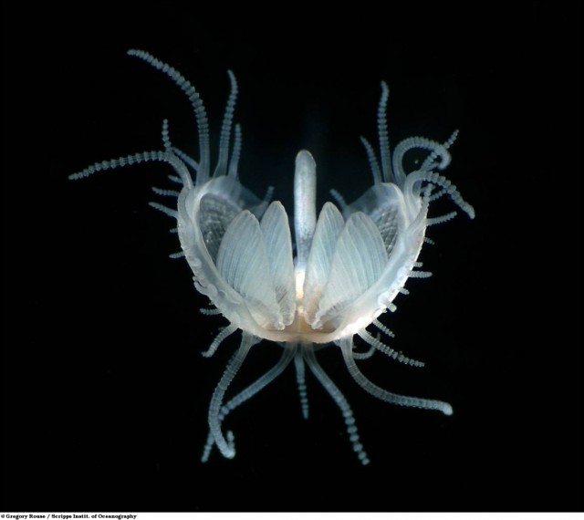 Конкурс Nikon Small World 2010.