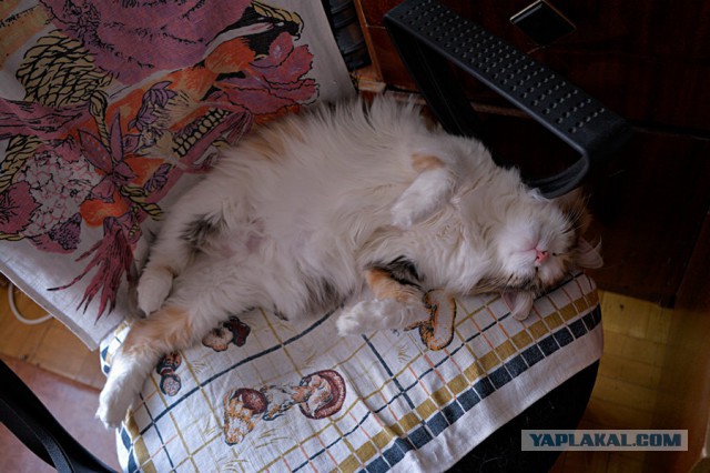 Котовторник  25.03.2014