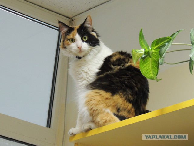 Котовторник 22.04.2014