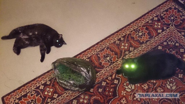Котовторник  08.07.2014