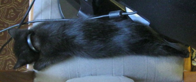 Котовторник 19.08.2014