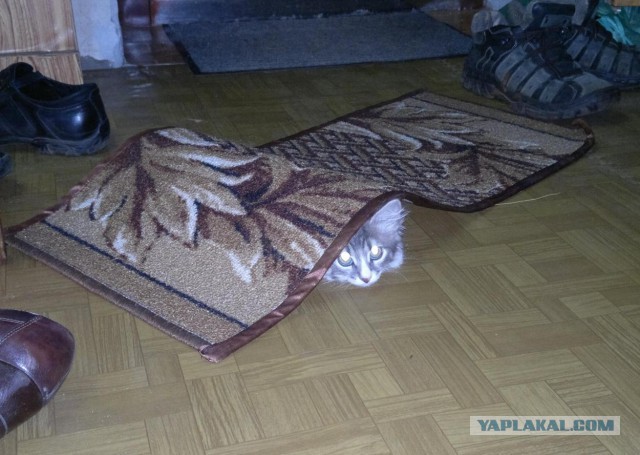 Котовторник 02.09.2014