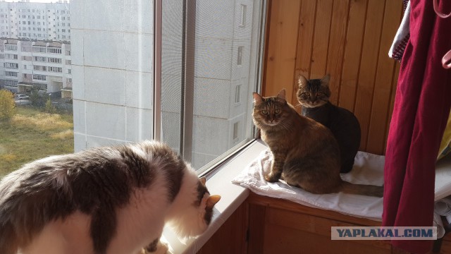 Пожалел котана.