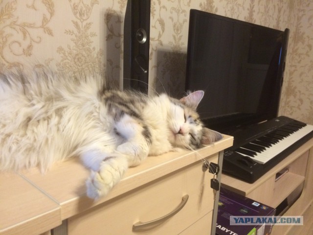 Котовторник 25.11.2014