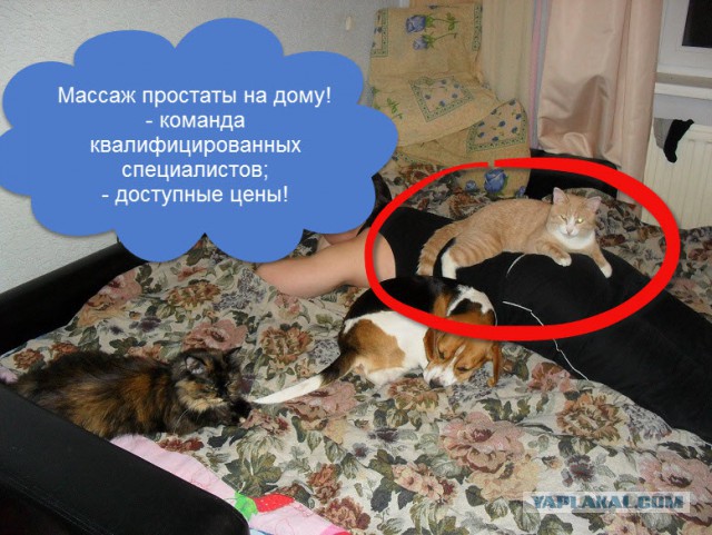 Кошачий Hardcore