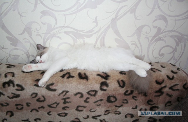 Котовторник 28.04.2015
