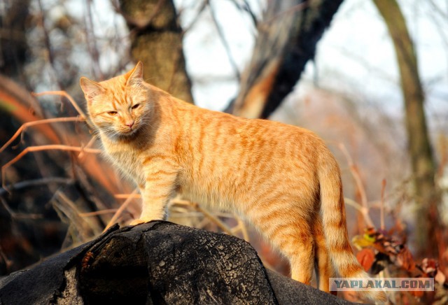 Котовторник 16.06.2015., Котовторник наступил!