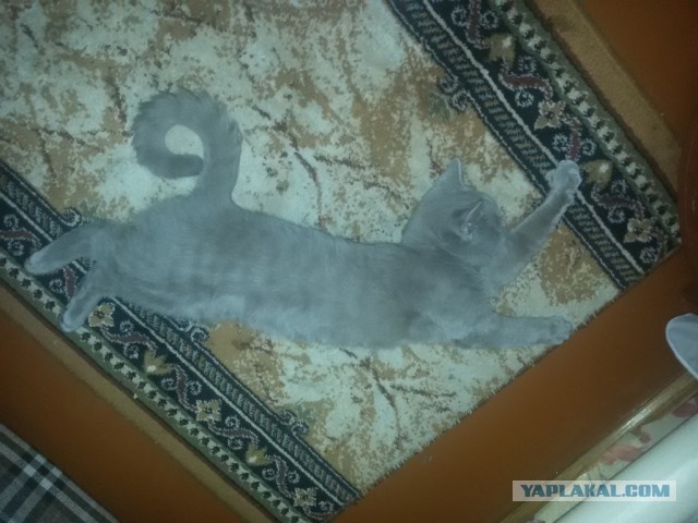 Котооо-о-о-вторник