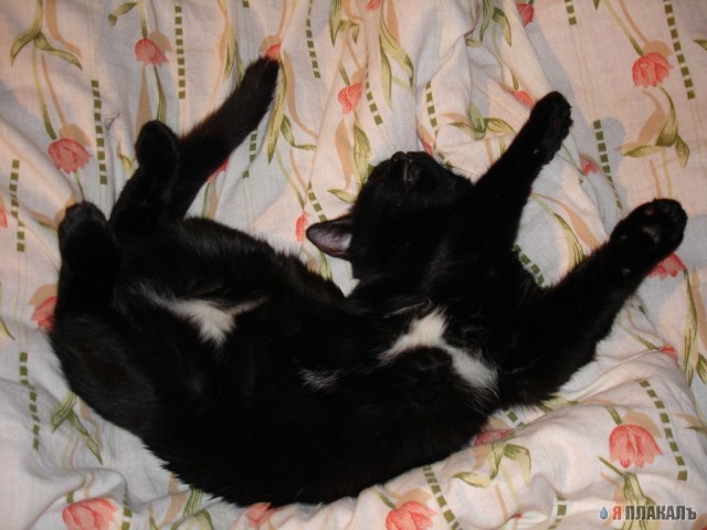 Коты, кошки, котята