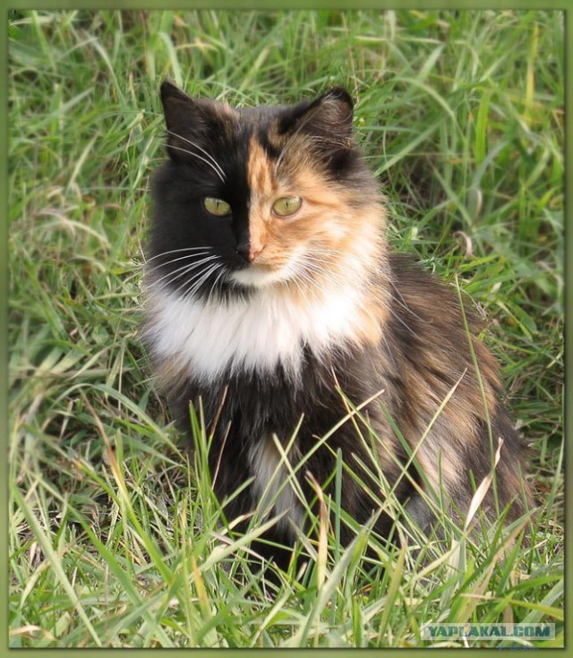 КотоВторник 26.04.2016