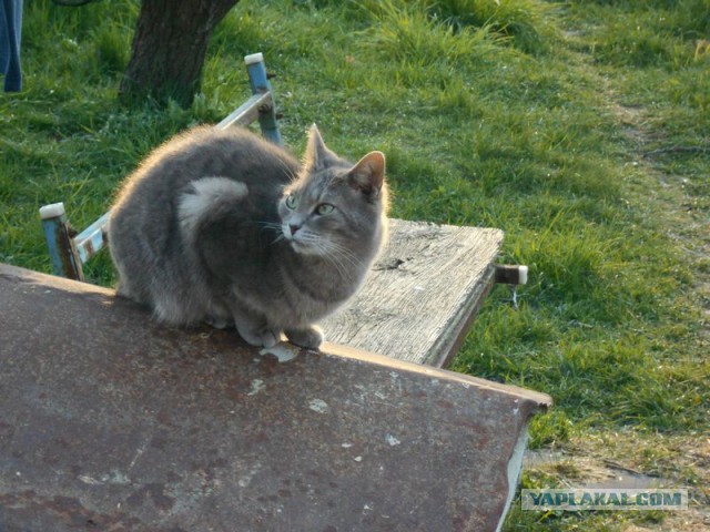 Жизнь домашнего приюта для котеек 111