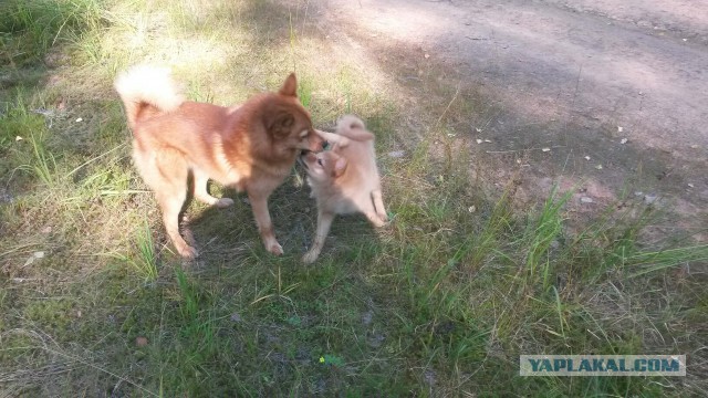 Верный друг охотника