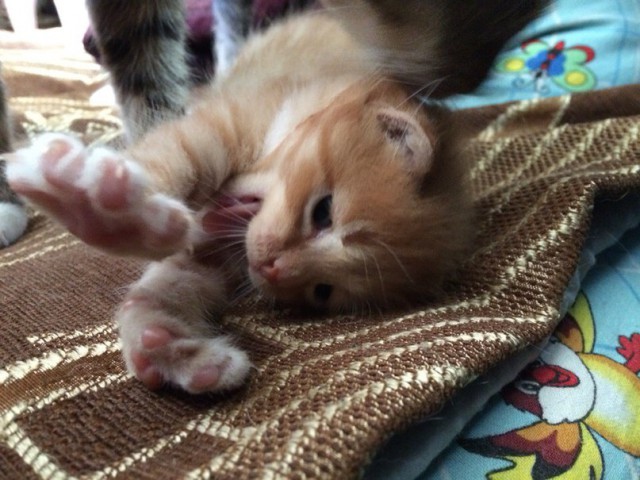 Котовторник 09.08.2016