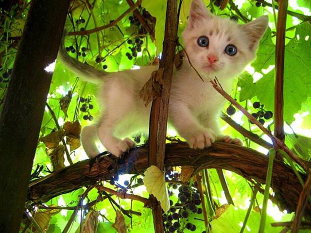 Коты из сети