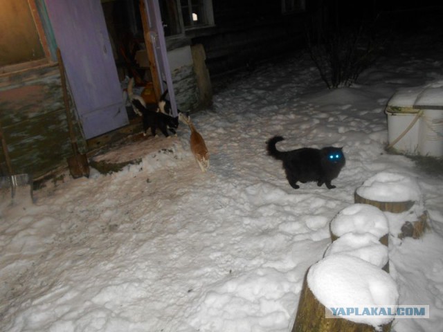 Жизнь домашнего приюта для котеек 144