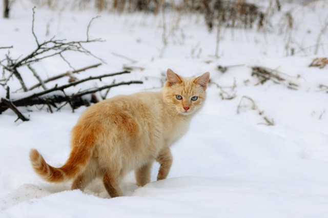 Котовторник 24.01.2017