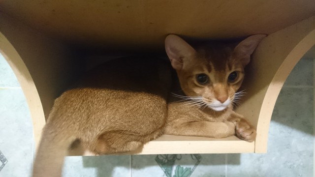 Котовторник 21.02.2017