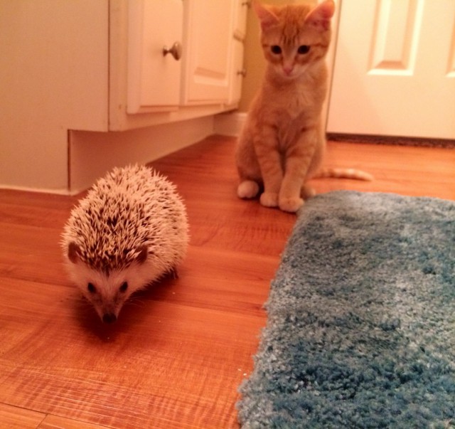 Коты и Кошки