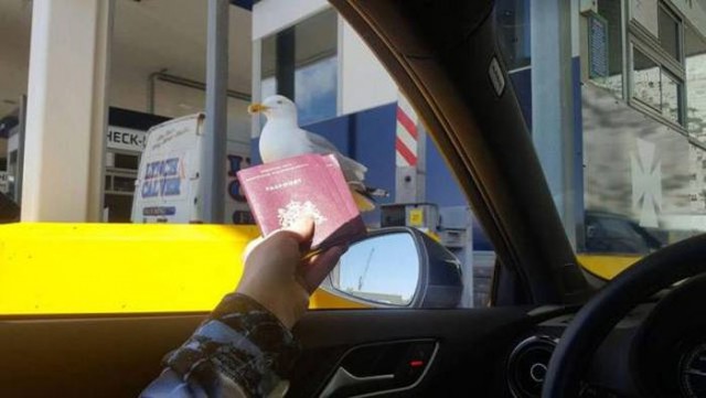 Подборка безудержного веселья