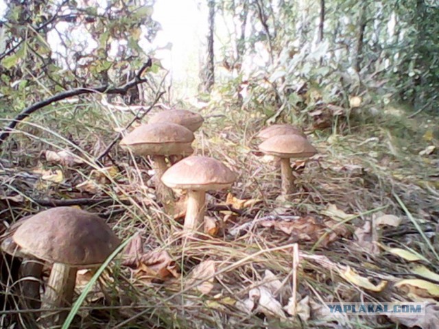 Караканский бор, тихая охота