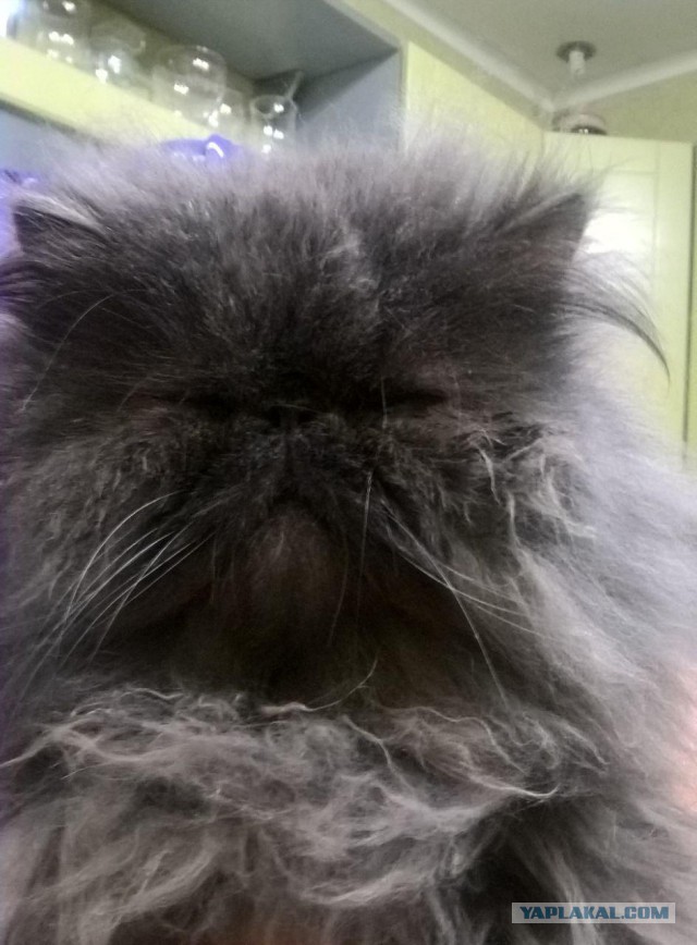 "Котовторник 26.09.2017"