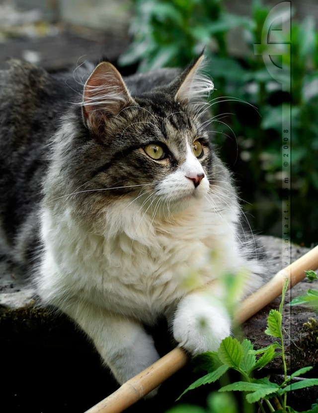 Коты и Кошки