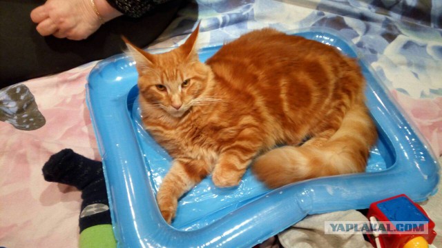 Котовторник!